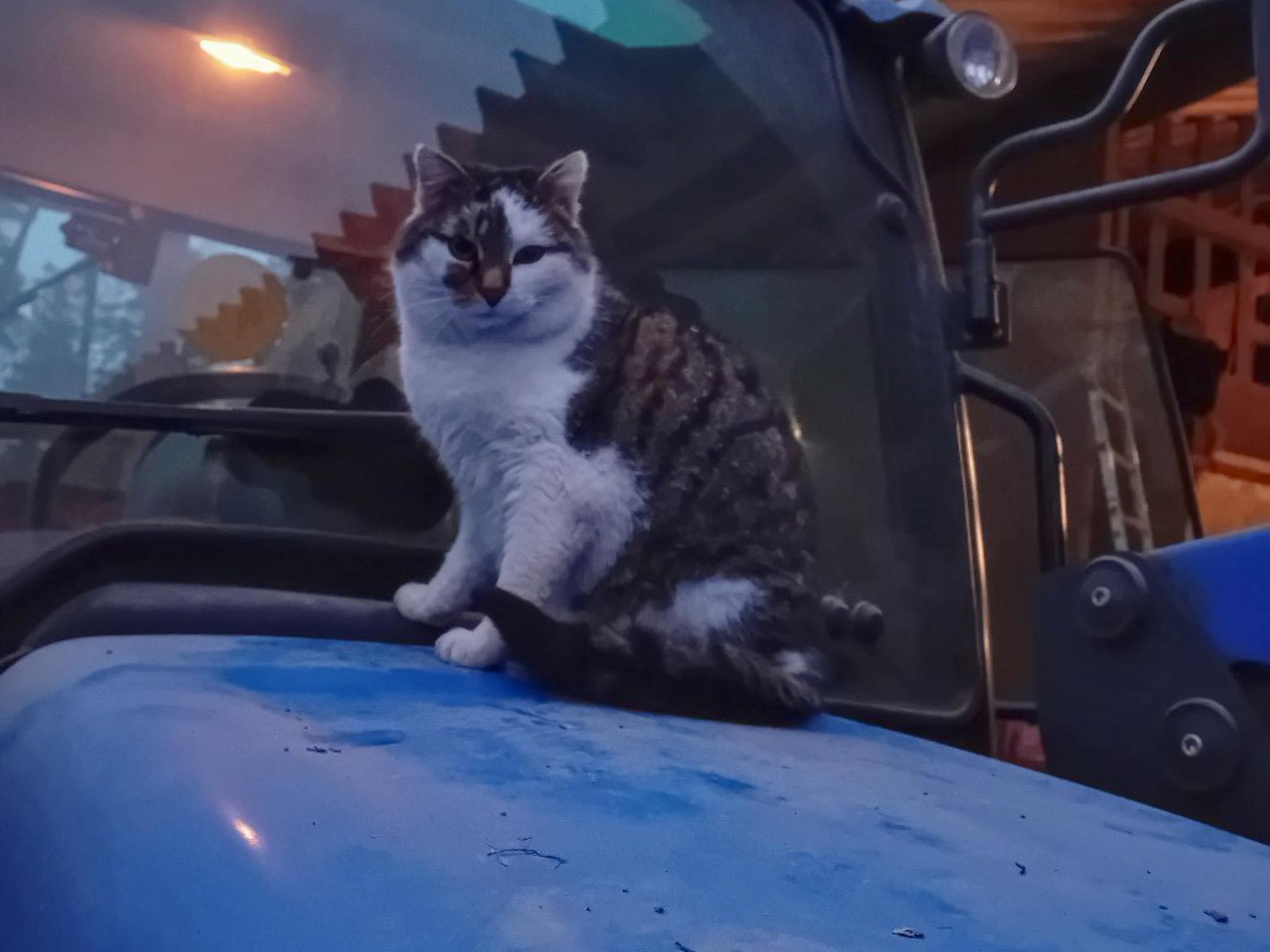 Swimming pool area at Waldacher Hof in Waldachtal OT Waldacher Hof
