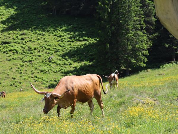 Surroundings [summer] (1-5 km)