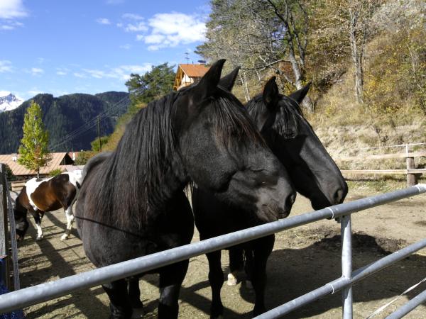 Ausstattung und Service des Ferienhauses