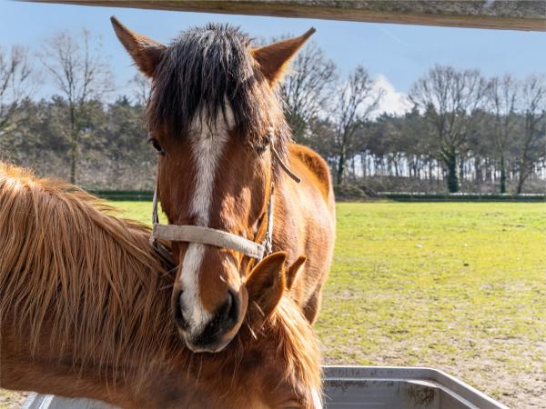 Directe omgeving [zomer] (<1 km)