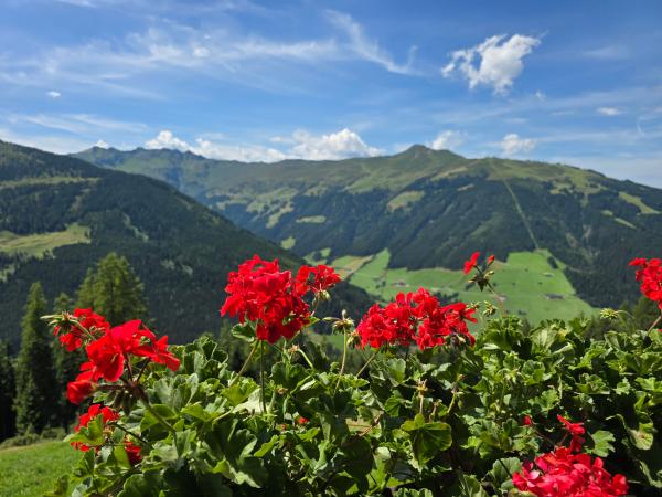 Vue de la maison de vacances [été]