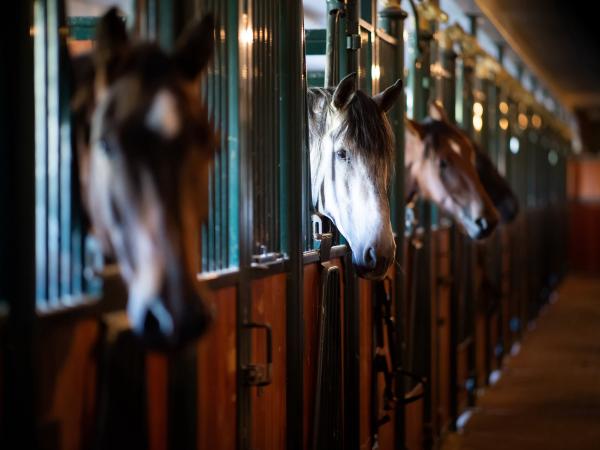 Ausstattung und Service des Ferienparks