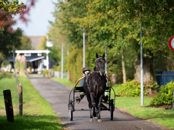 Ausstattung und Service des Ferienparks