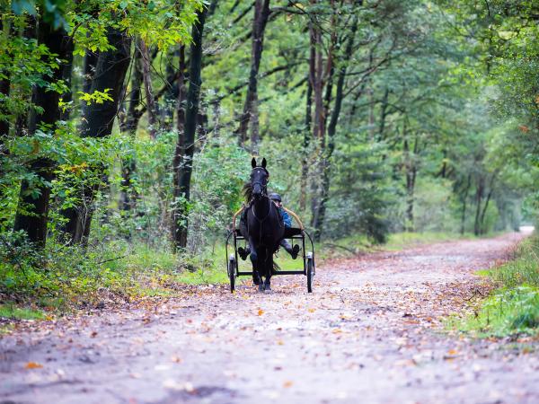 Ausstattung und Service des Ferienparks