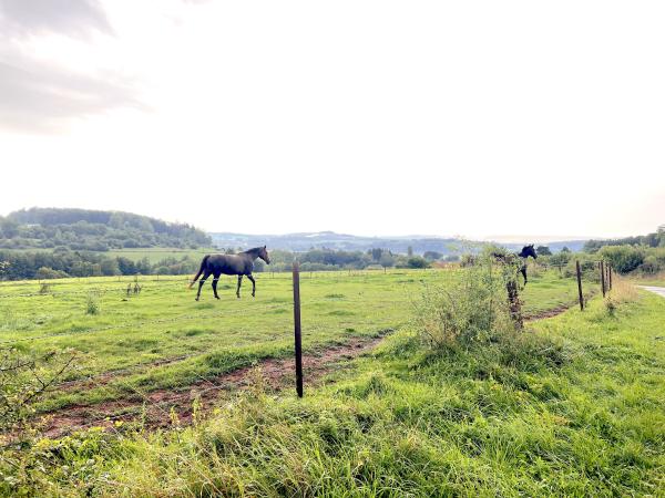 Directe omgeving [zomer] (<1 km)