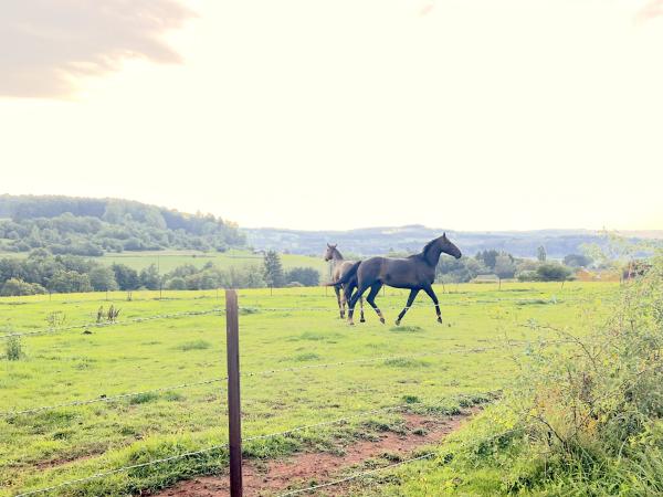 A proximité directe [été] (<1 km)