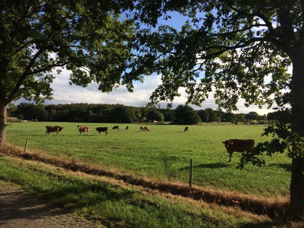 Directe omgeving [zomer] (<1 km)