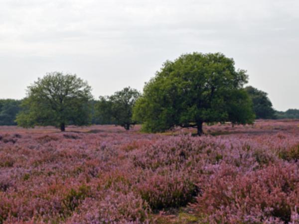 Immediate Surroundings [summer] (<1 km)