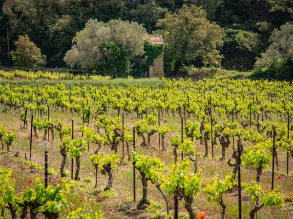 Dans la région [été] (>5 km)