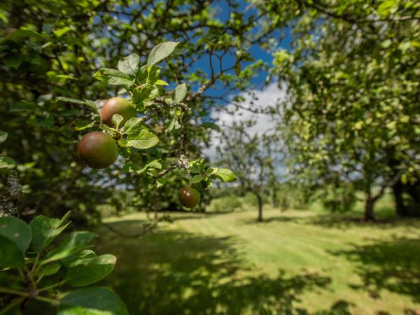 Garten [Sommer]