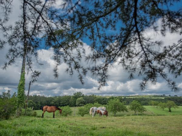 Directe omgeving [zomer] (<1 km)