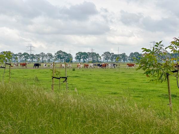 Immediate Surroundings [summer] (<1 km)