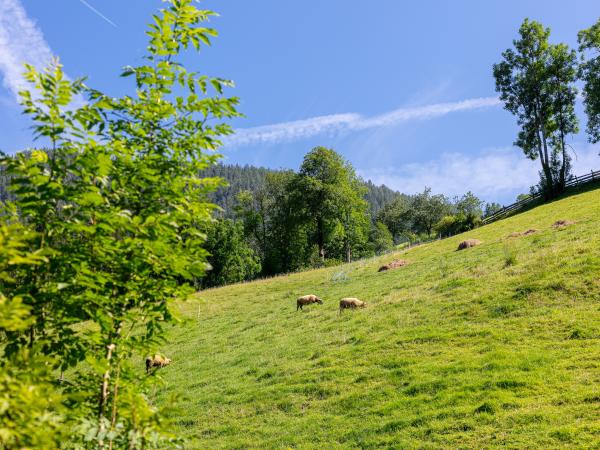 Aussicht vom Ferienhaus [Sommer]