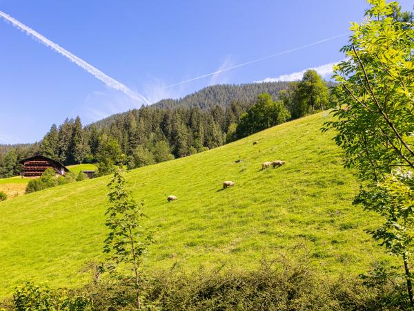 Aussicht vom Ferienhaus [Sommer]