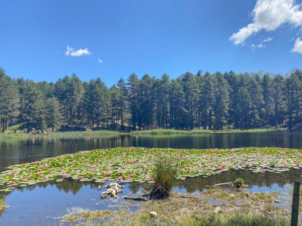 In de regio [zomer] (>5 km)