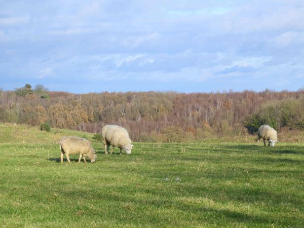 Directe omgeving [zomer] (<1 km)