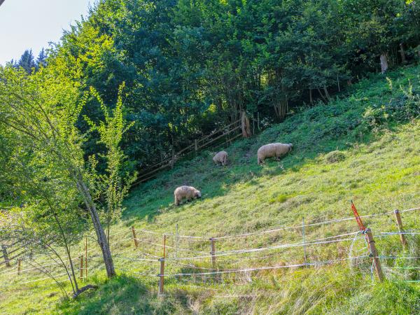 Direkte Umgebung [Sommer] (<1 km)