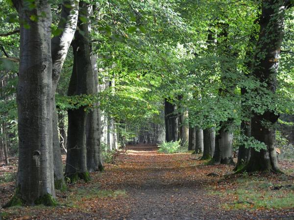 Directe omgeving [zomer] (<1 km)