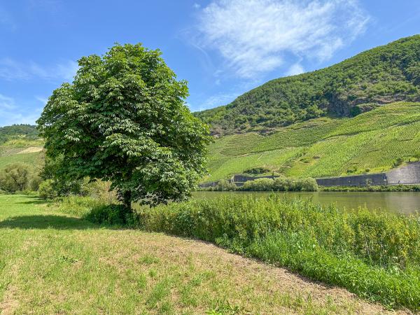 Directe omgeving [zomer] (<1 km)