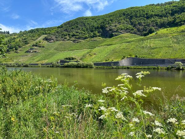 Directe omgeving [zomer] (<1 km)