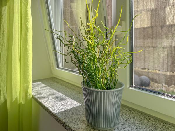 Ambiente / Nahaufnahme