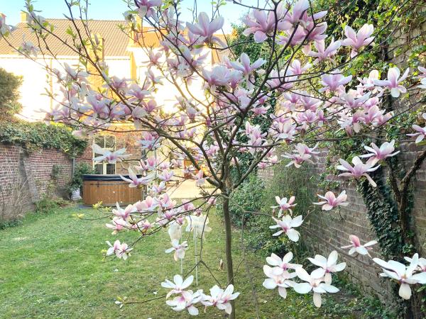 Tuin [zomer]