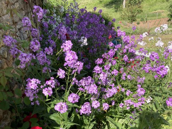 Tuin [zomer]