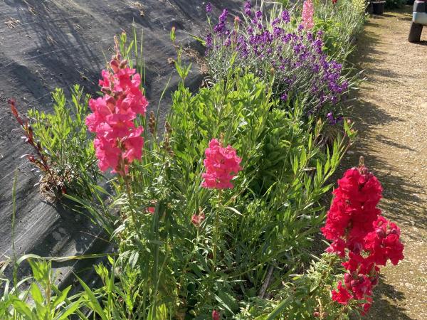Tuin [zomer]