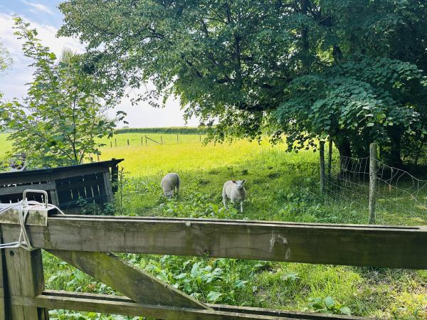 Directe omgeving [zomer] (<1 km)