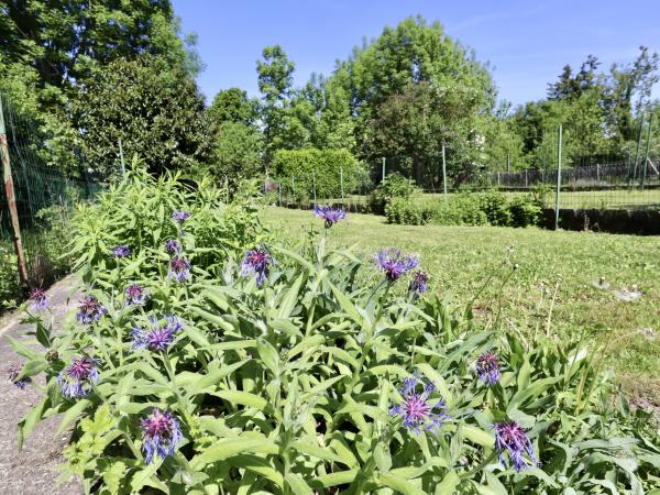 Garten [Sommer]