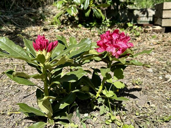 Garten [Sommer]