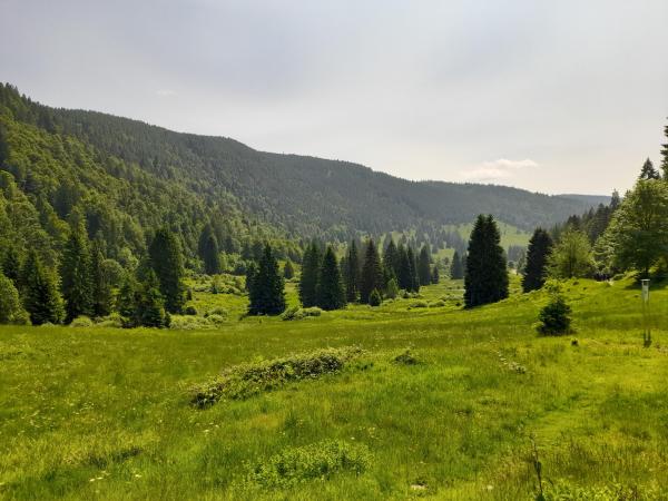 Directe omgeving [zomer] (<1 km)
