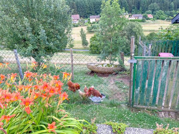 Tuin [zomer]