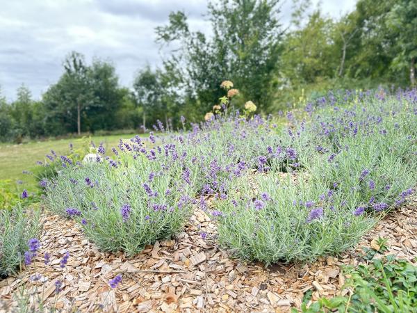 Garten [Sommer]