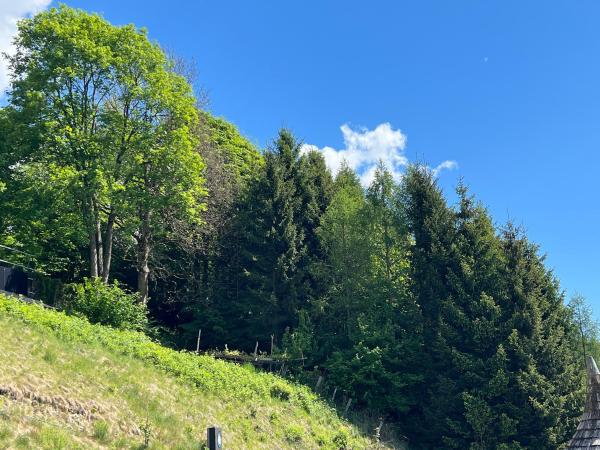 Immediate Surroundings [summer] (<1 km)