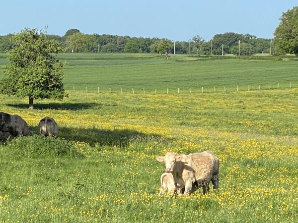 Immediate Surroundings [summer] (<1 km)