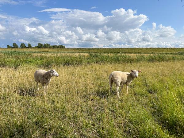 A proximité directe [été] (<1 km)