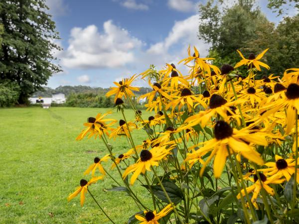 Garten [Sommer]