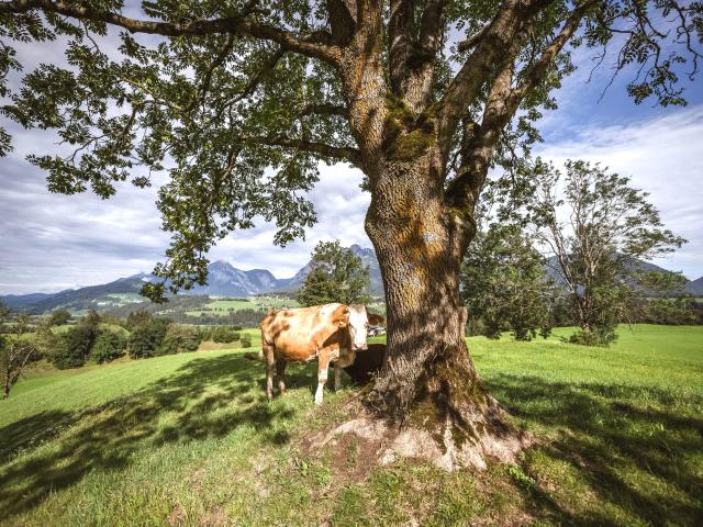 Immediate Surroundings (<1 km)