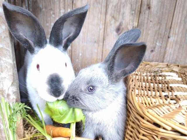 Equipement et services maison de vacances