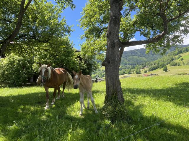 Umgebung [Sommer] (1-5 km)