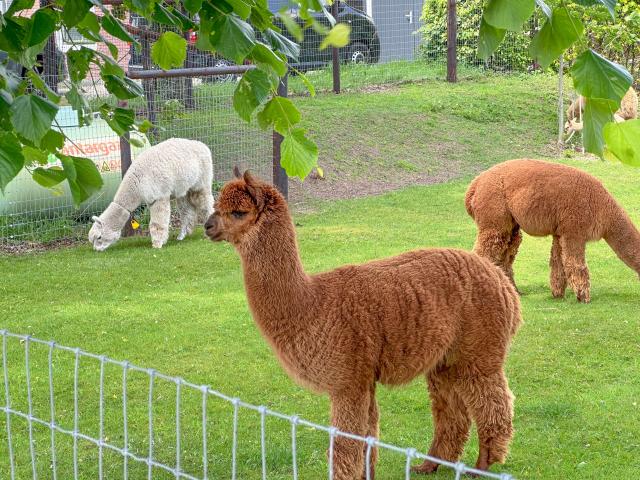 Ambiente / Nahaufnahme