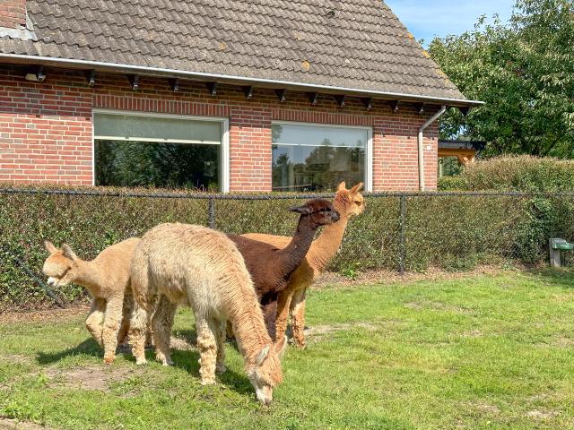 Ambiente / Nahaufnahme