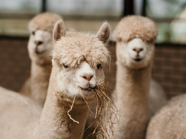 Ambiente / Nahaufnahme