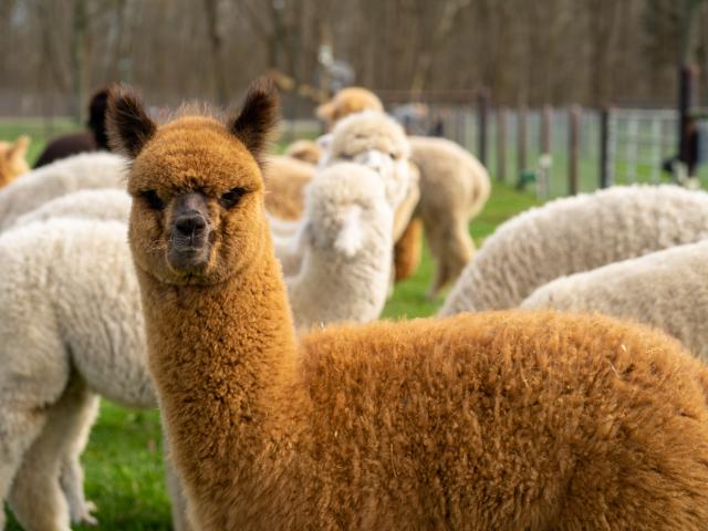 Ambiente / Nahaufnahme