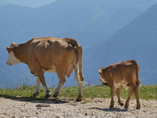 In der Region (>5 km)