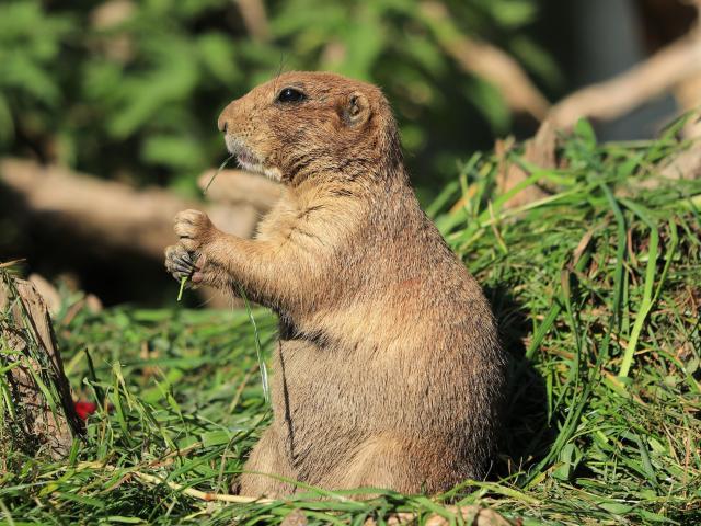 In der Region (>5 km)