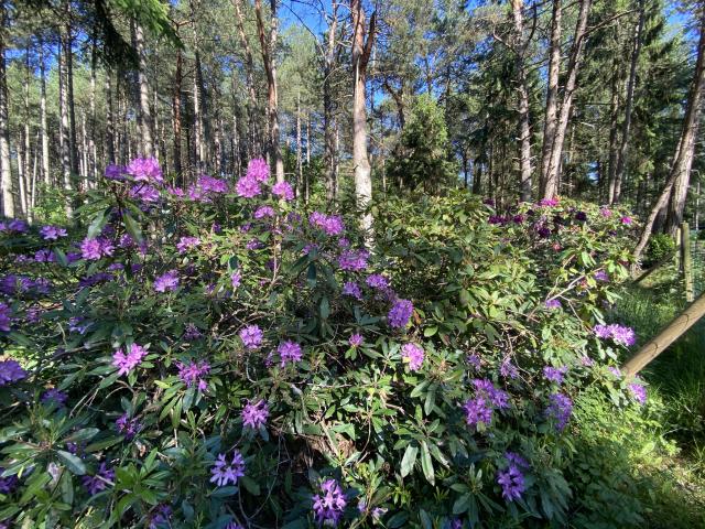 Aussicht vom Ferienhaus [Sommer]