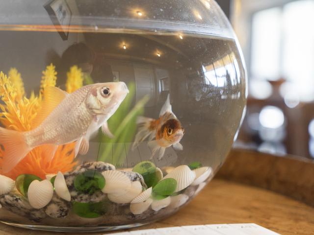 Ambiente / Nahaufnahme