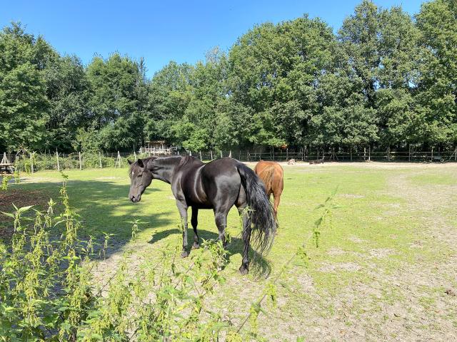 Direkte Umgebung [Sommer] (<1 km)